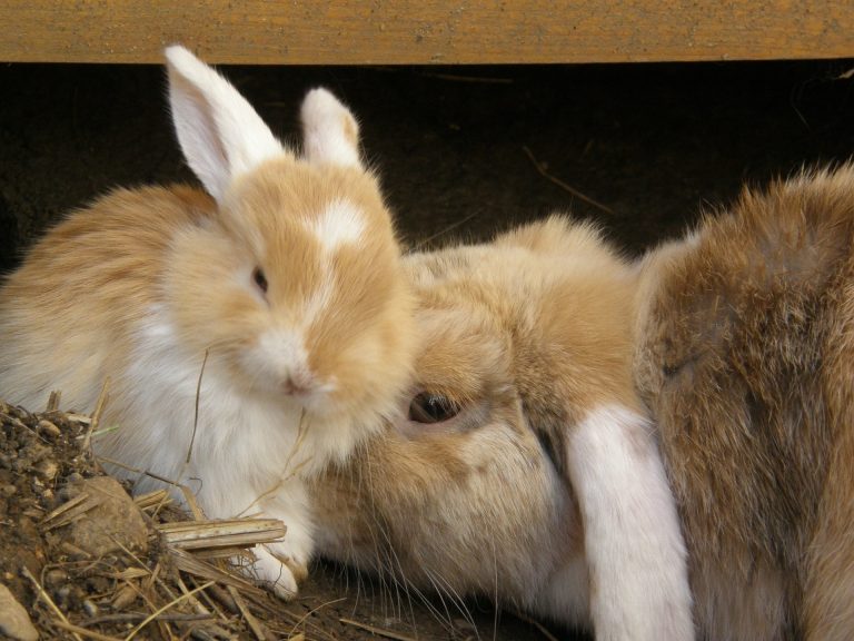 How to care for and feed the mother rabbit after she has given birth to a baby rabbit.