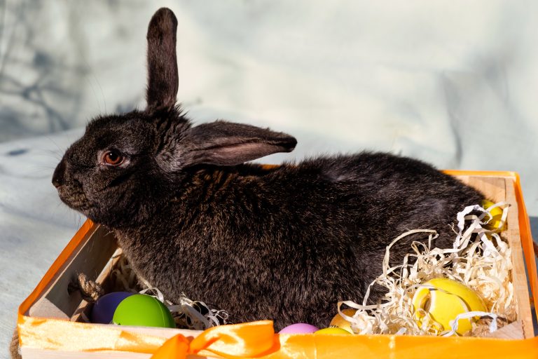 Rabbit testing for pregnancy: signs of rabbit pregnant