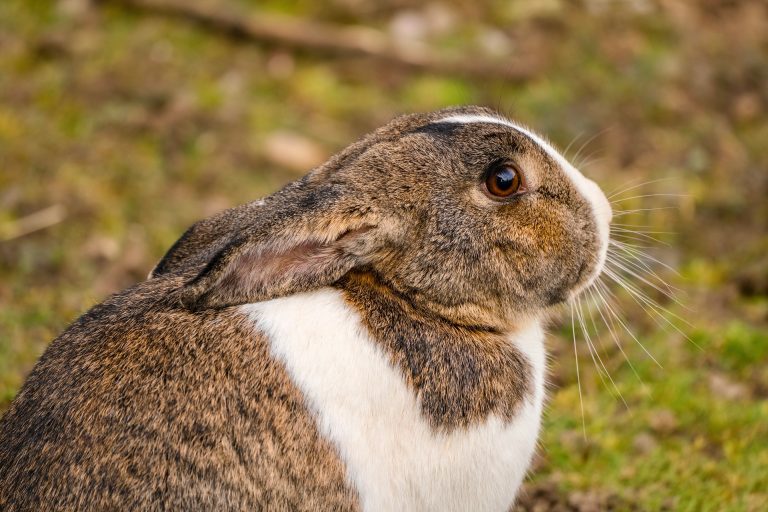 Critical care rabbit for your pet rabbit in summer