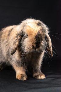 rabbit breeds for pets