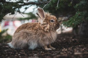 rabbit breeds for pets