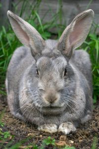 rabbit breeds for pets