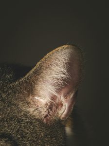 Cat with ear mites treatment: Effective solutions for ear mites in cats