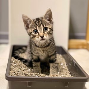 Why Is My Cat Sitting in the Litter Box? Image showing a cat sitting in a litter box