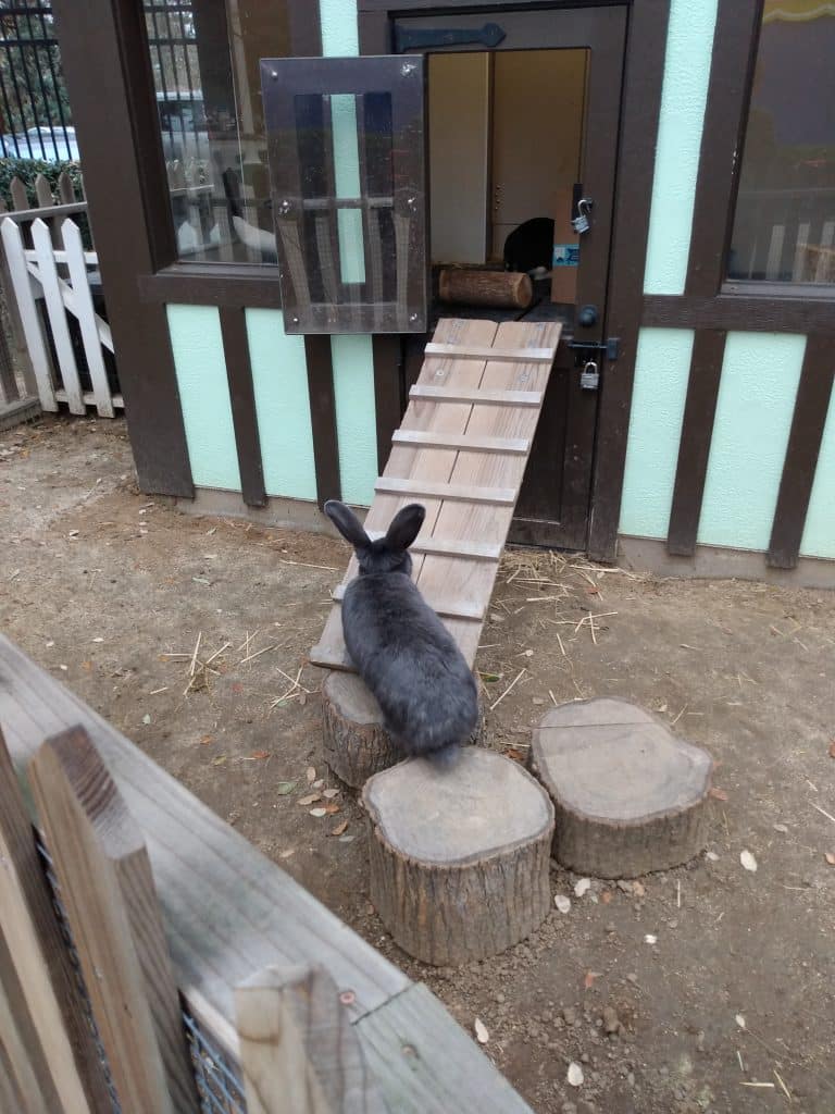 giant rabbit continental