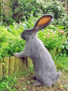 Continental-Giant-Rabbit 