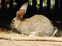Continental-Giant-Rabbit 