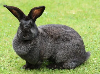 Continental-Giant-Rabbit