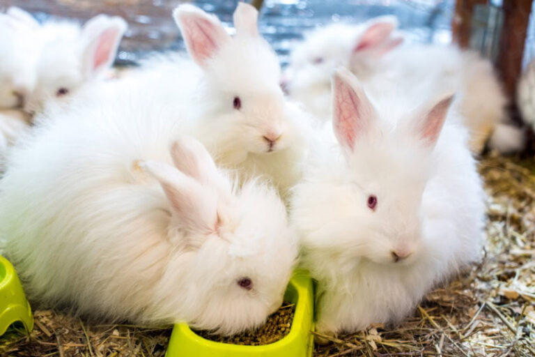rabbits-rabbit