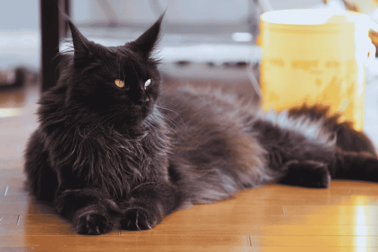 How to Care for Your Black Smoke Maine Coon Cat