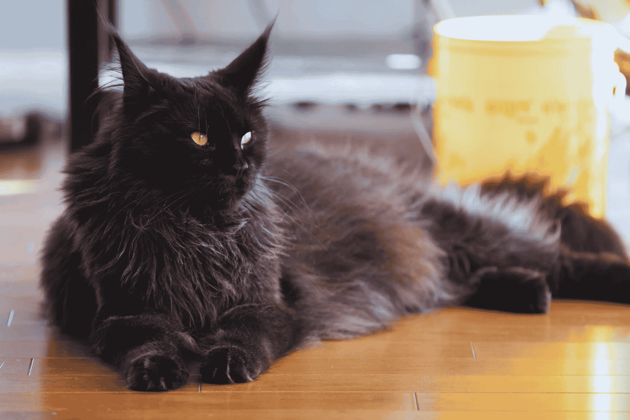 How to Care for Your Black Smoke Maine Coon Cat